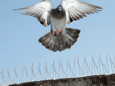 Pigeon Netting Services in Pune