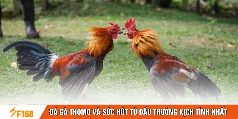 Đá gà Thomo và sức hút từ đấu trường kịch tính nhất Đá gà Thomo và sức hút từ đấu trường kịch tính nhất
