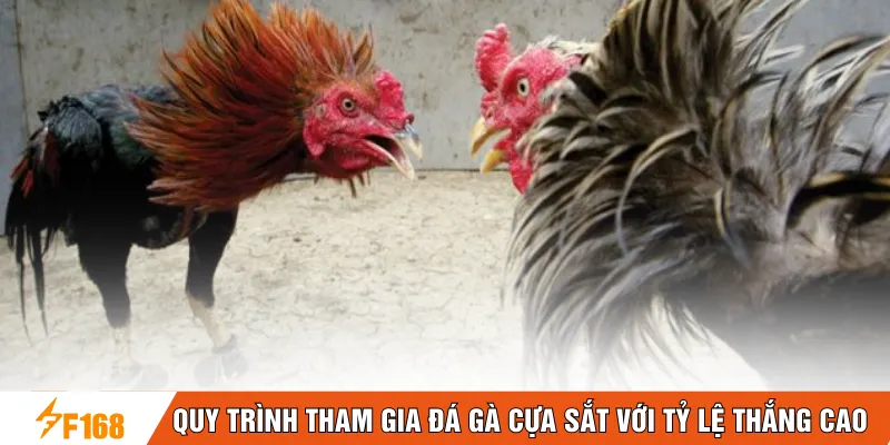 Quy trình tham gia đá gà cựa sắt với tỷ lệ thắng cao Quy trình tham gia đá gà cựa sắt với tỷ lệ thắng cao
